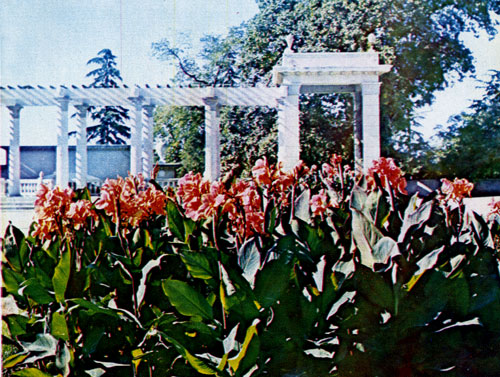 The canna is an excellent choice for monumental floral compositions
