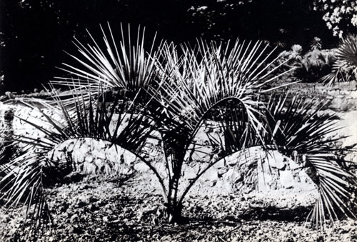 Date palm of the Canary Islands