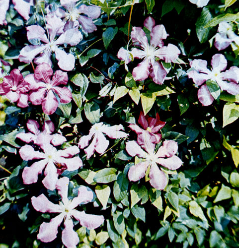 Clematis is a new decorative culture for vertical plant ornamentation