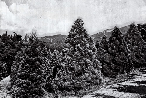 Pines and sequoias trial ground