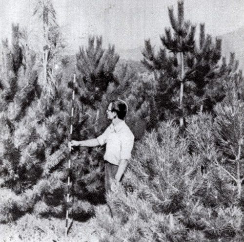 Measuring heigt of pine