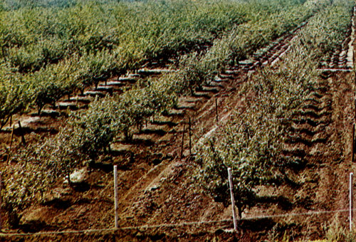 Peach garden planted with  varieties of Nikitsky origin on the Ukraina State Farm (Crimean Region) 
