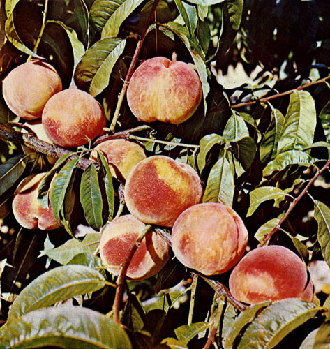 Peaches raised by selectionists of the Nikitsky Garden