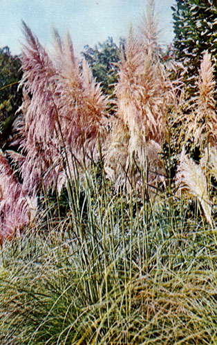 Пампасская трава