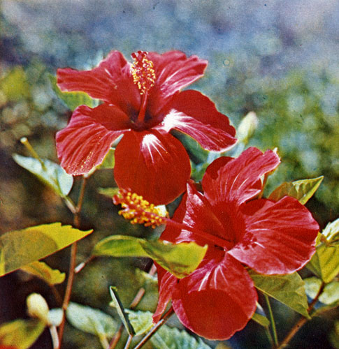 Flowers of hibiscus