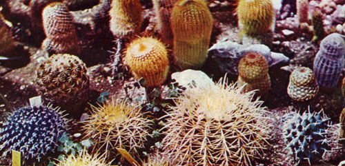 Группа кактусов