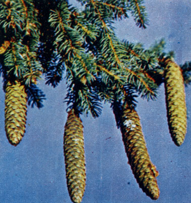 Cones and fruits of Himalayan spruce
