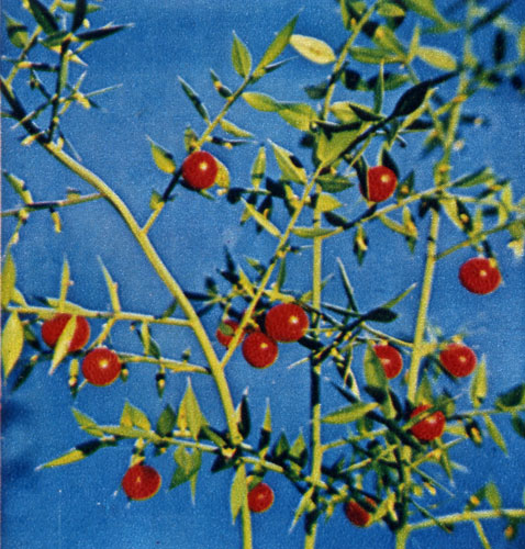 Cones and fruits of butcher's broom