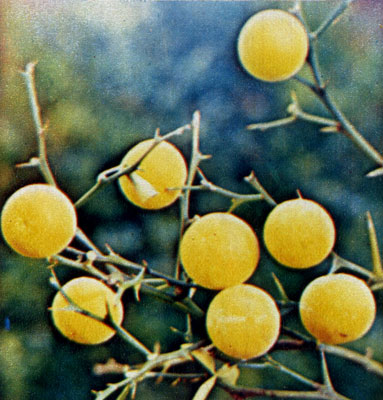Шишки и плоды дикого лимона трехлистного