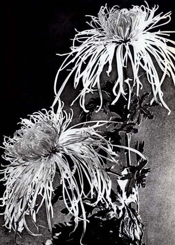 The chrysanthemum is a leading flower in the Nikitsky Garden