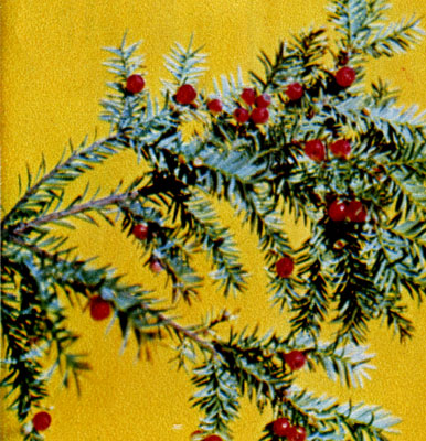 Seeds and fruits of plants which are dispersed by birds are usually of bright colours. English yew 
