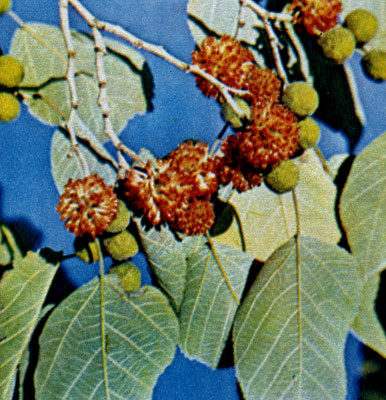 Paper mulberry