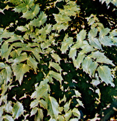 Evergreen Japanese mahonia