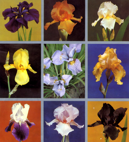 Irises