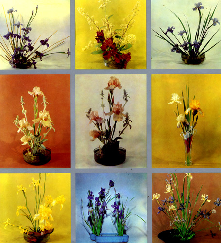 Composition of irises (arranged by N. A. Petrenko and A. N. Zeksel)