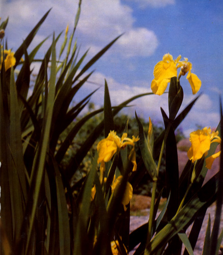  1. Iris pseudacorus, a typical perennial of wet meadows