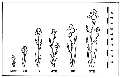 2. Classification of garden iris by the flower size and stalk height