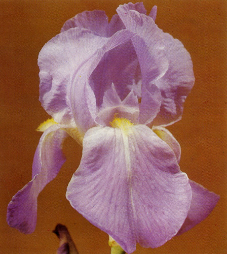 6. Iris pallida