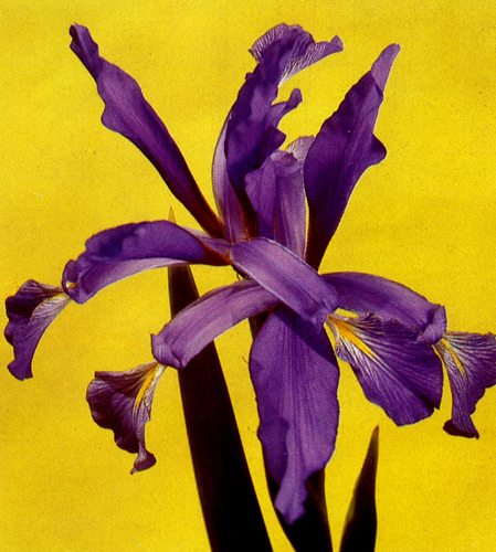 7. Iris klattii