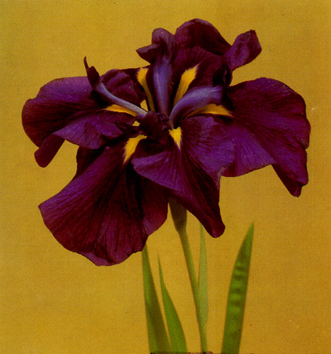 8. Japanese iris 'Yurij Gagarin'