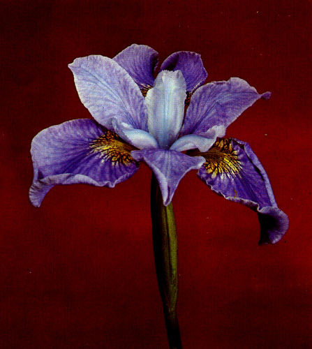9. Siberian iris 'Cambridge' 