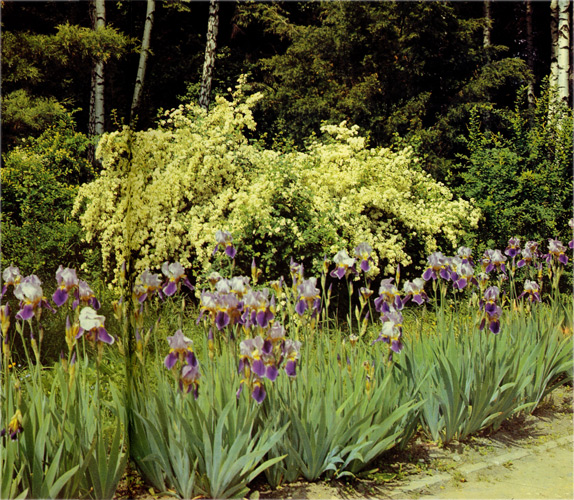 11.  Irises and spiraea