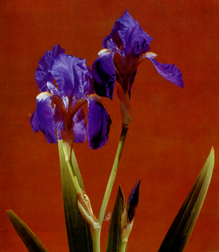 13. Iris germanica