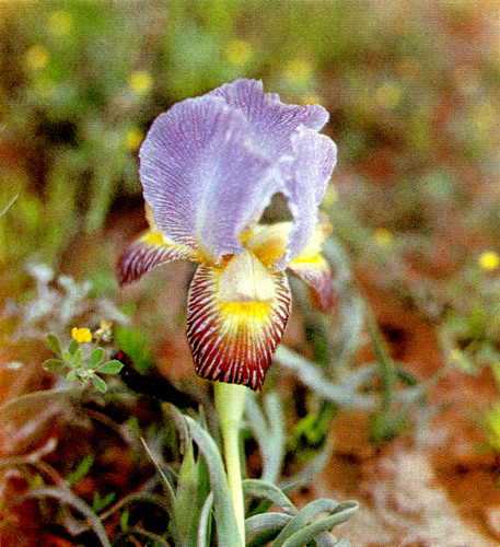 16.  Iris camillae