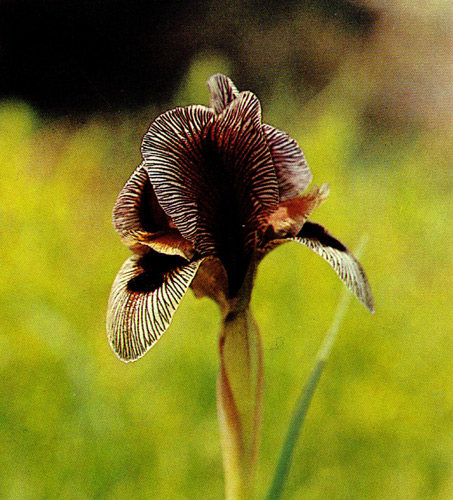 18.  Iris grossheimii