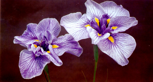 19. Japanese iris 'Expromt' 