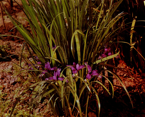 20.  Iris graminea