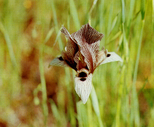 21.  Iris ewbankiana