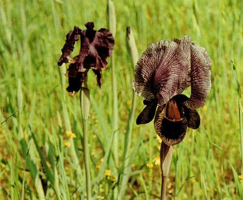 22.  Iris lycotis