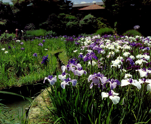 23. The garden of a Japanese breeder