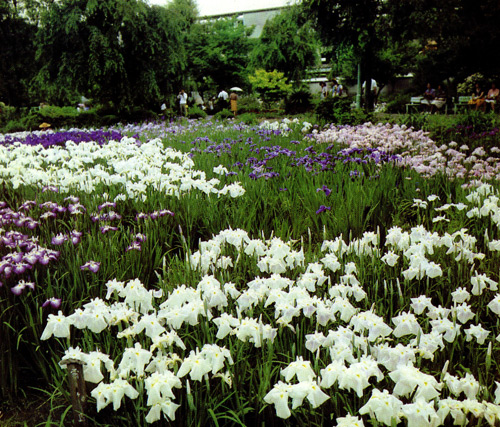 24. A park in Tokyo