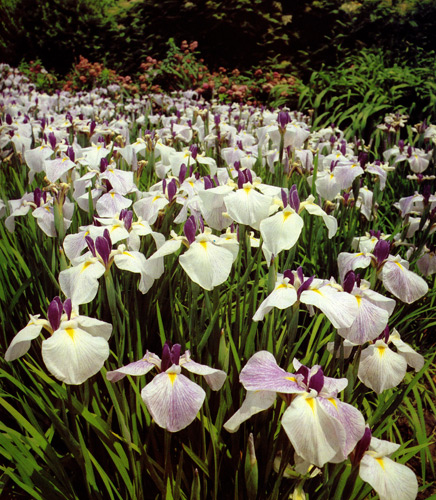 25. Japanese iris 'Machi Muzimi' 