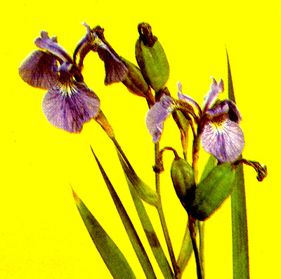 27.  Iris setosa