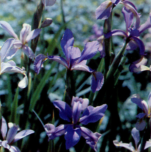 30.  Iris carthaliniae