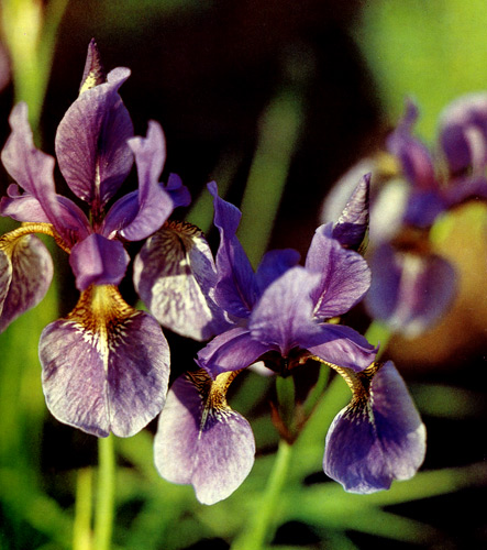 31. Iris sibirica