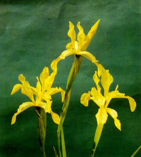 35. Iris halophila
