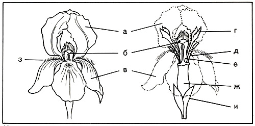 130.  Structure of the bearded iris flower: a  standards,   stigma,   falls,   crests,   stamen, e  style branch,   ovary,   beard,   spathe 