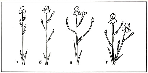 132.  Types of flower stalks: a - sessiflorous,   short-branched,    candilabrumlike,  - tall-branched 