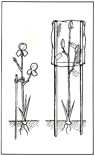 134.  Protection  of the flowers from  wind: covering of pods with a plastic bag