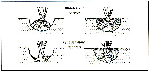 137. Planting of the rhizomes of the bearded iris correct incorrect