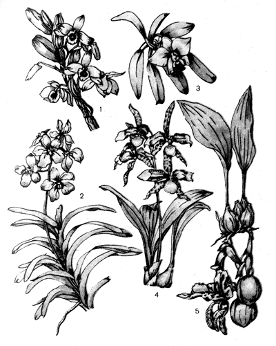 . 12.  : 1  Dendrobium nobile; 2  Vancia coerulea; 3  Laelia pumila; 4  Rossioglossum grande: 5  Starihopea hernandesii
