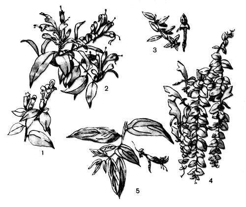. 17. : 1  Aeschynanthus pulcher; 2  A. speciosus; 3  Columnea hirta; 4  . Schideana; 5  . gloriosa