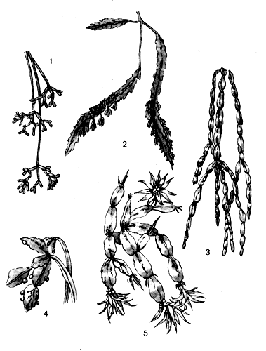 . 18.  : 1 - Rhipsalis cereuscula; 2 - R. houlletiana; 3  R. paradoxa; 4 - R. rhombea; 5  Rhipsalidopsis gaertneri ()