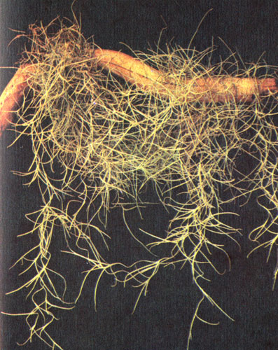 Луизианский (испанский)  'мох' (Tillandsia usneoides) во взрослом состоянии не имеет корней, а питательные вещества и воду усваивает через листья