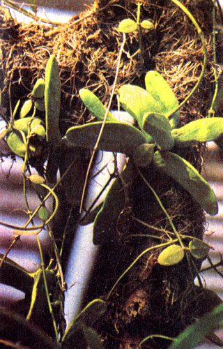   (Dischidia rafflesiana).       ,  