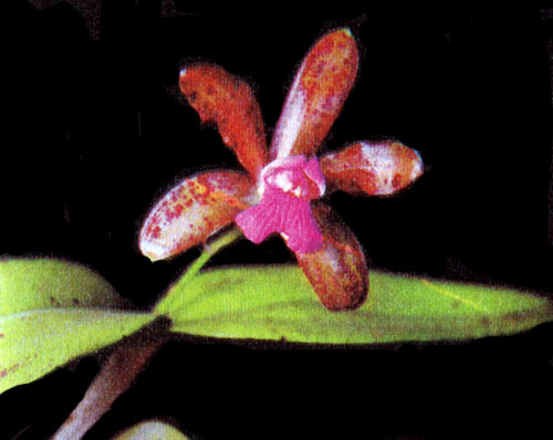  Cattleya guttata